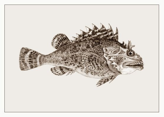 Scorpaena porcus