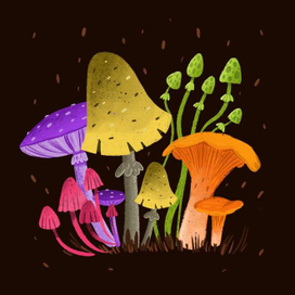 Magic Mushrooms