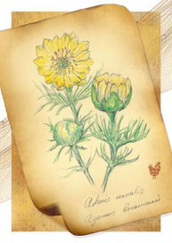 Адонис весенний. Растения нашего края