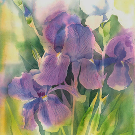Ирисы