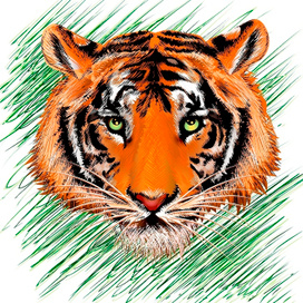 the tiger sketch