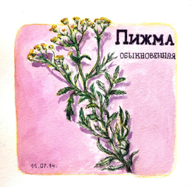 пижма