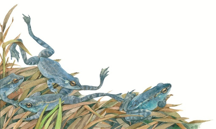 Голубые лягушки