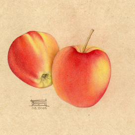 Яблоки