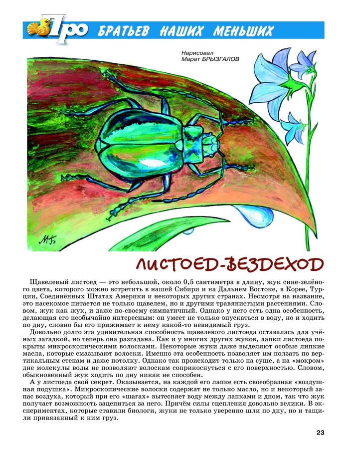 Жук листоед . Иллюстрация для детского познавательного журнала-"А почему?" Рубрика: "Про братьев наших меньших".Страница журнала. Жанр. Анималистика. Техника оригинала:Бумага,гуашь акрил, тушь. Художник: Марат Брызгалов.