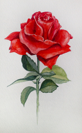 Красное и зелёное