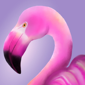 Фламинго