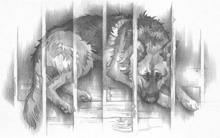 Яранг-Золотой Зуб