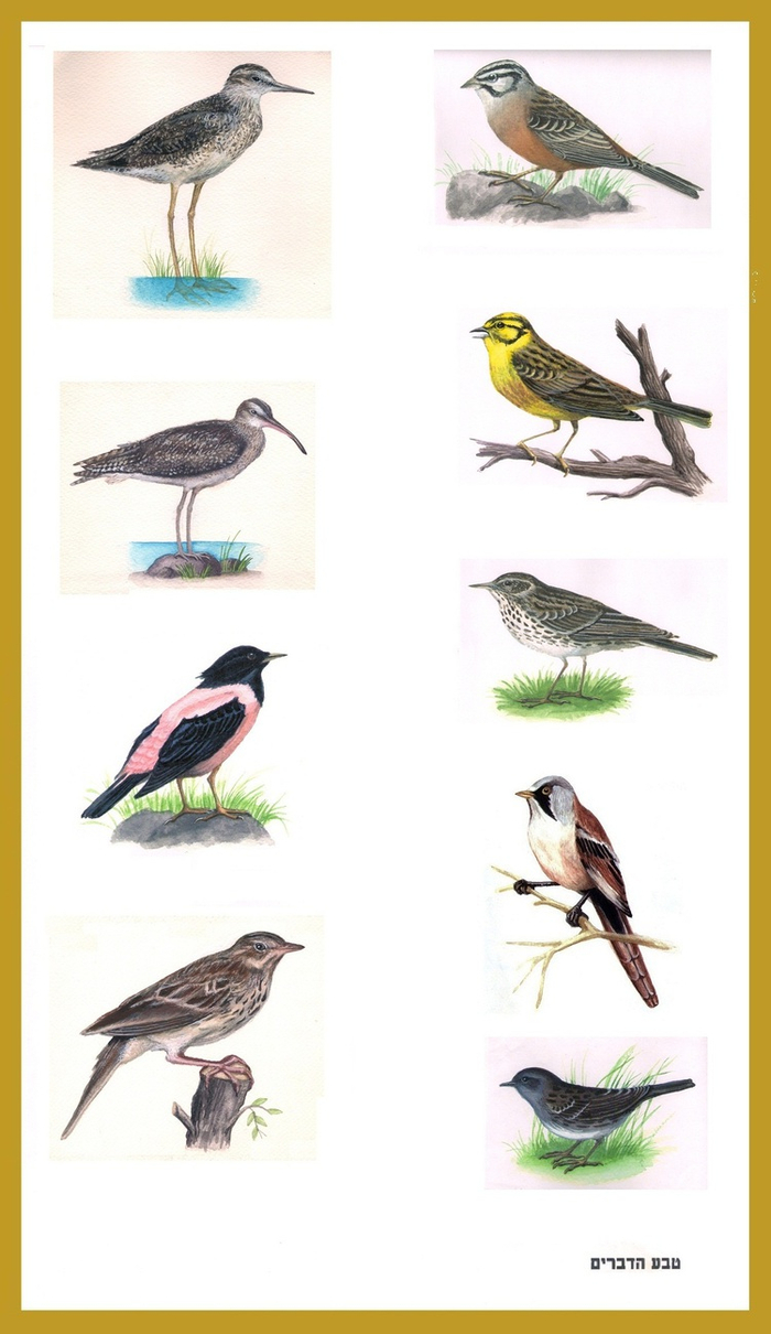 "Энциклопедия",Птицы.