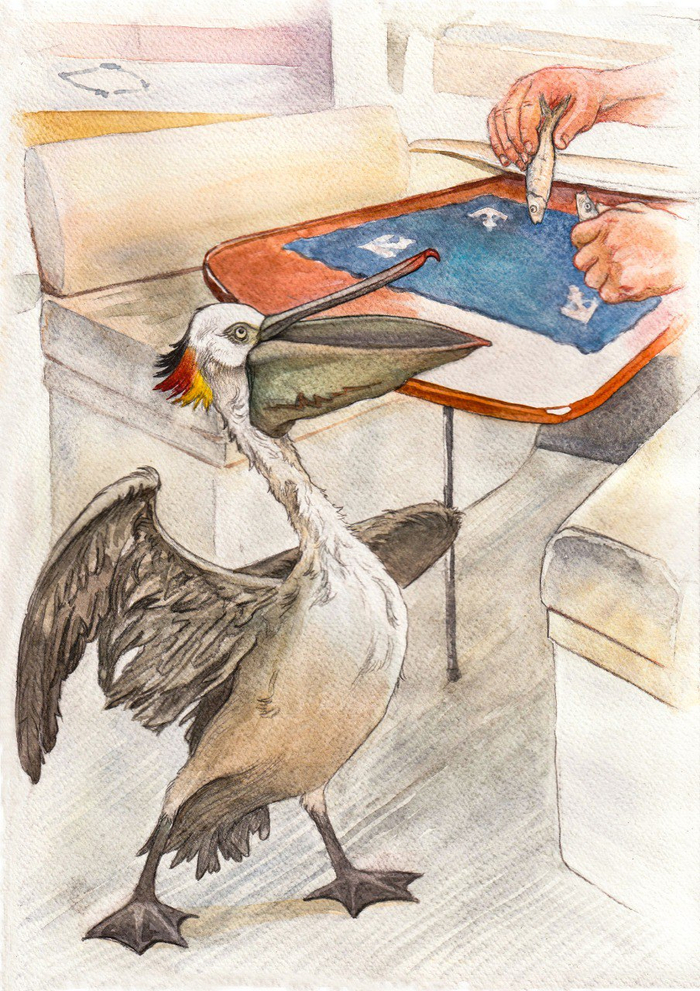 Иллюстрация для рассказа Дмитрия Черных "Пеликанья хирургия"