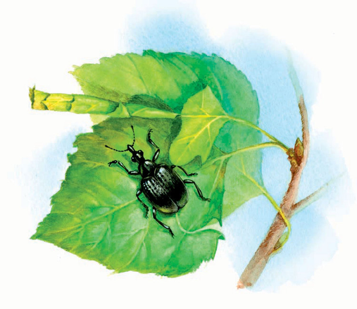 трубковёрт