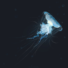 Jellyfish