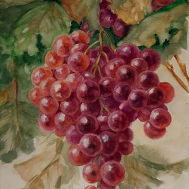 Виноград