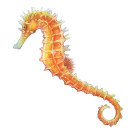 Моской конек