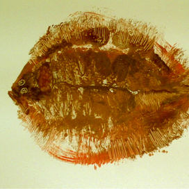 Камбалиада. Придонная угадальница правильных меридиАналов