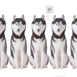 Хаски-хаски-хаски