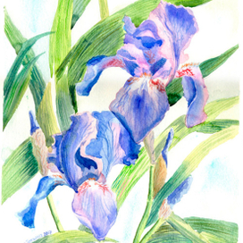 Ирисы
