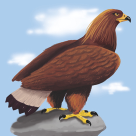 для книжки о птицах