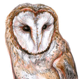 Сова-сипуха