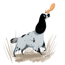 Русский спаниель