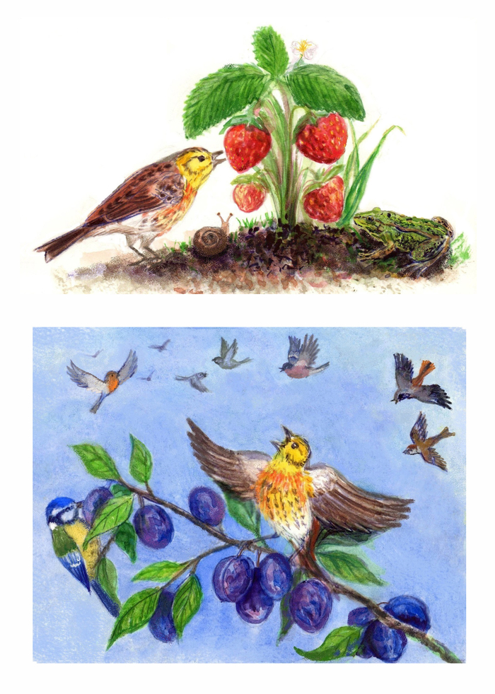 Сказка про птиц