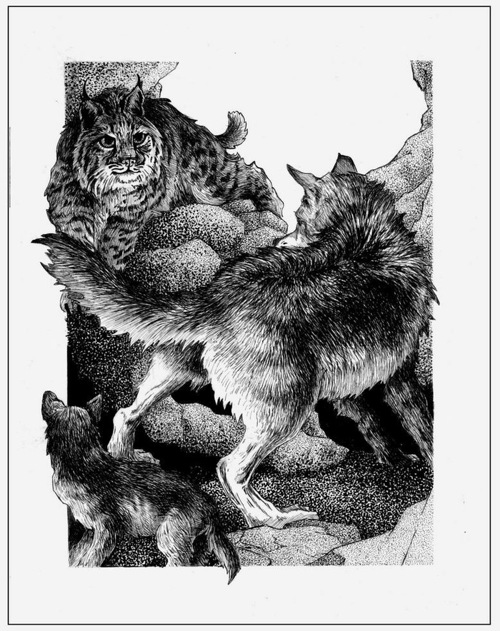 Закон добычи. Рысь