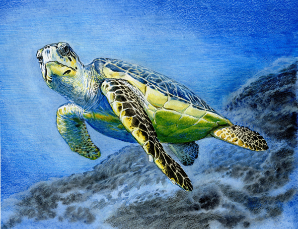 Морская черепаха