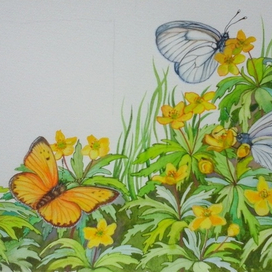 Ветреница желтая