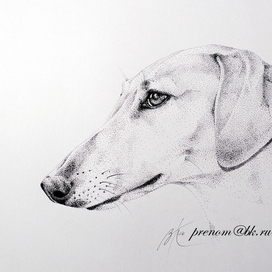 Собака-азавака!