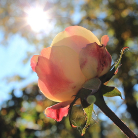 Солнечная Роза