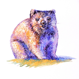 Вомбат на рассвете