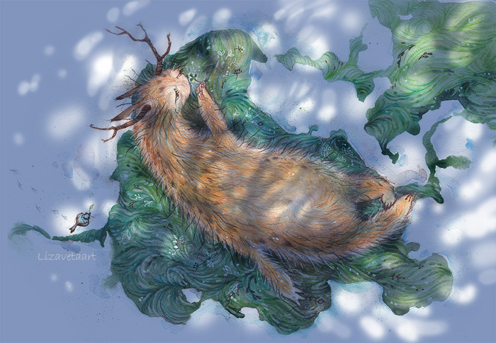 сплюшка лучистая