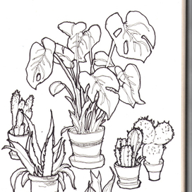 Зарисовки растений