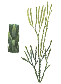 Дифазиаструм трехколосковый. Иллюстрация к Красной книге Тверской области 2012