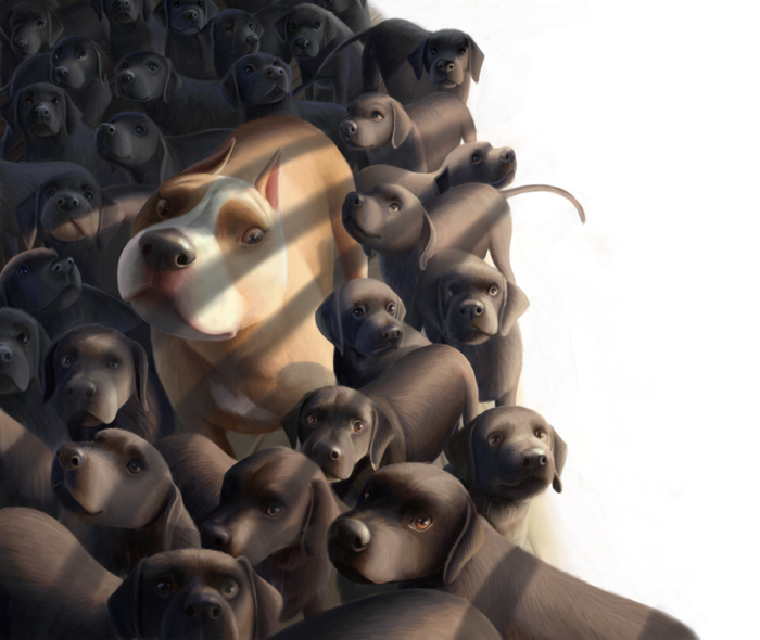 Стаффордшир