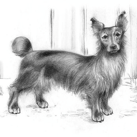 Мишка, по паспорту- такса