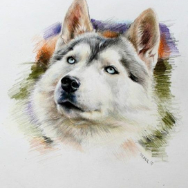 портрет хаски