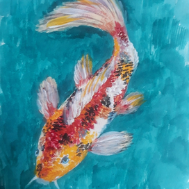 koi