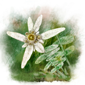 Цветок Эдельвейс