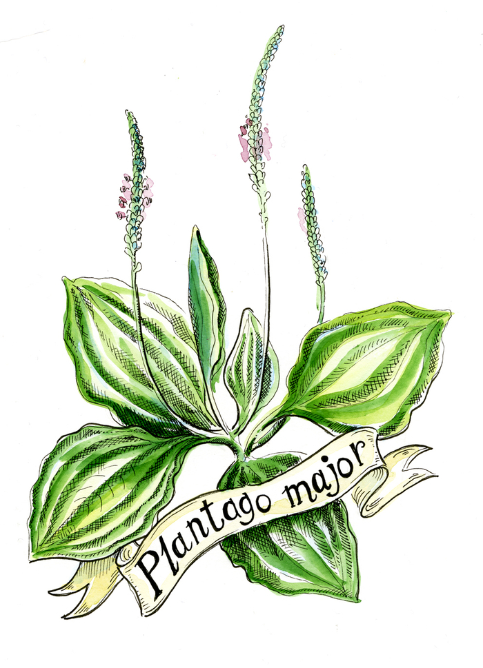 Подорожник большой. Plantago major