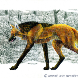 Гривистый волк