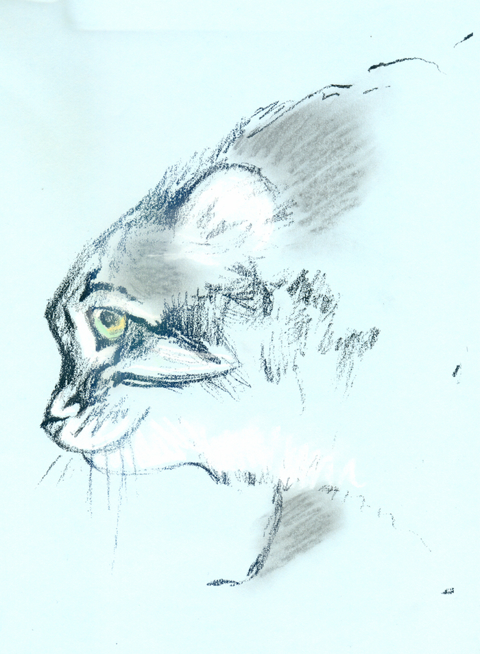 Манул и манулятки :-). Москва, в общем :-) с 26 сентября