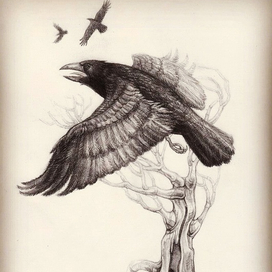 Ворон. Рисунок в блокноте.