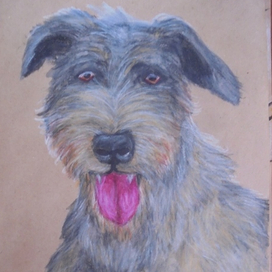 Ирландский волкодав