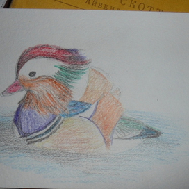 Rainbow duck