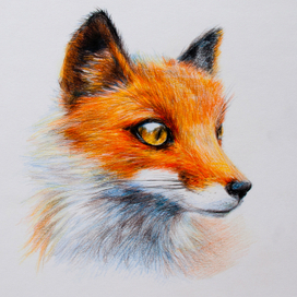 Лис . цветные карандаши