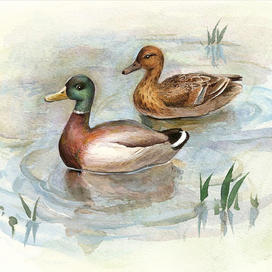 Утка и селезень