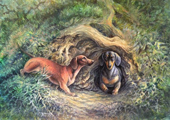 Норные собаки. Гладкошерстная такса.