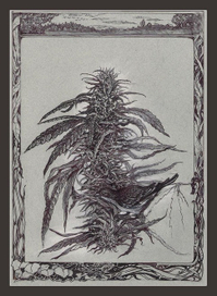 Коноплянка