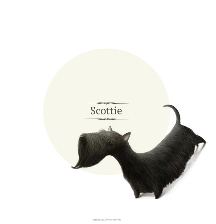 Скотч-терьер